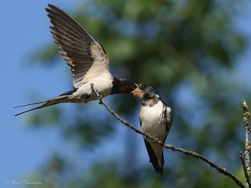 Barn Swallow female adult breeding, Flight, Behaviour