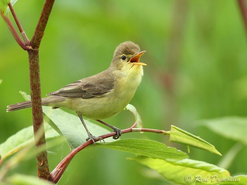Melodious Warbler male adult, identification, song
