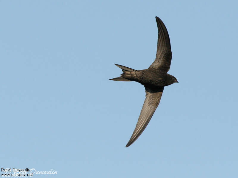 Common Swiftadult, identification, Flight