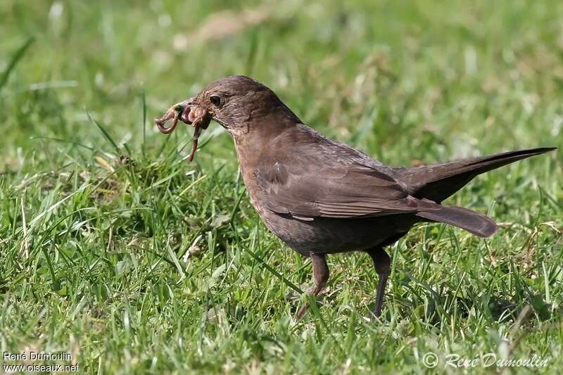 Common Blackbird female adult, feeding habits, Reproduction-nesting