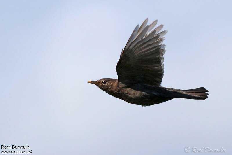 Common Blackbird female adult, Flight