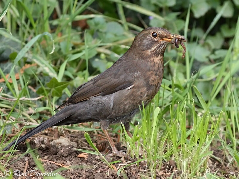 Common Blackbird female adult, feeding habits, Behaviour