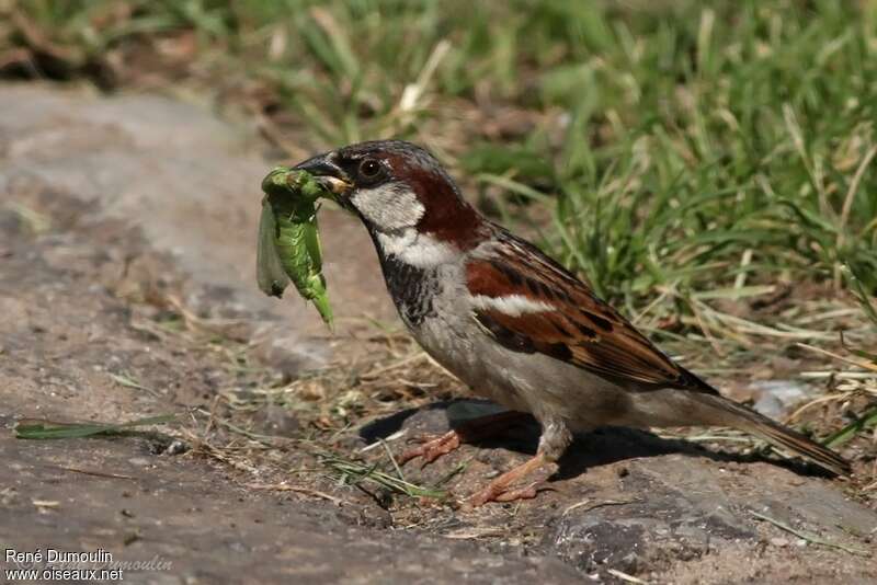 House Sparrow male adult breeding, feeding habits, fishing/hunting