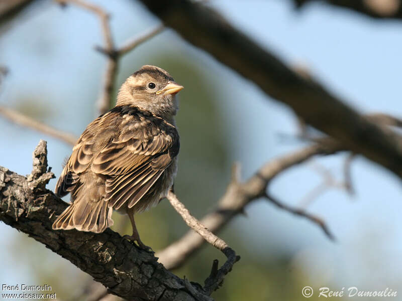 Rock Sparrowjuvenile, identification