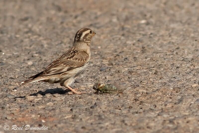 Rock Sparrowadult, feeding habits
