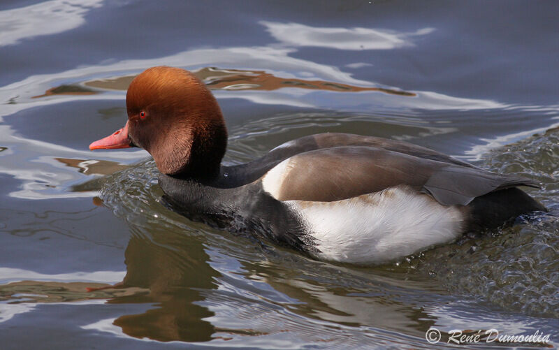 Red-crested Pochard male adult, identification