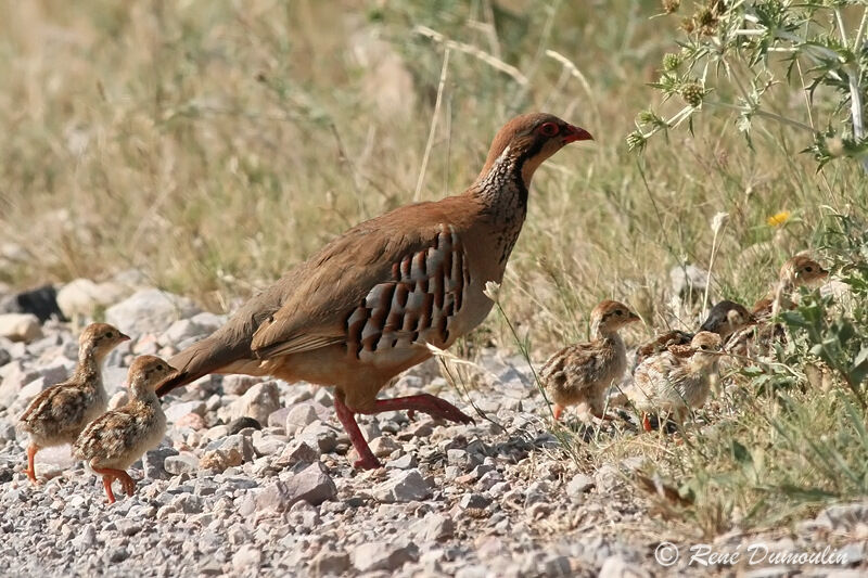 Red-legged Partridge female adult, identification