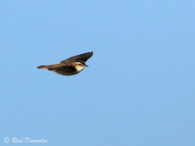 Sedge Warbler male adult, Flight