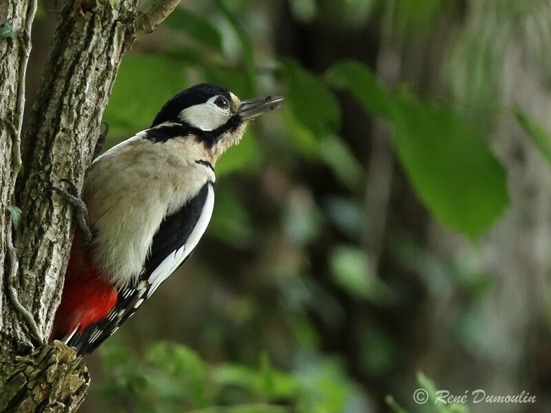 Great Spotted Woodpecker female adult, identification