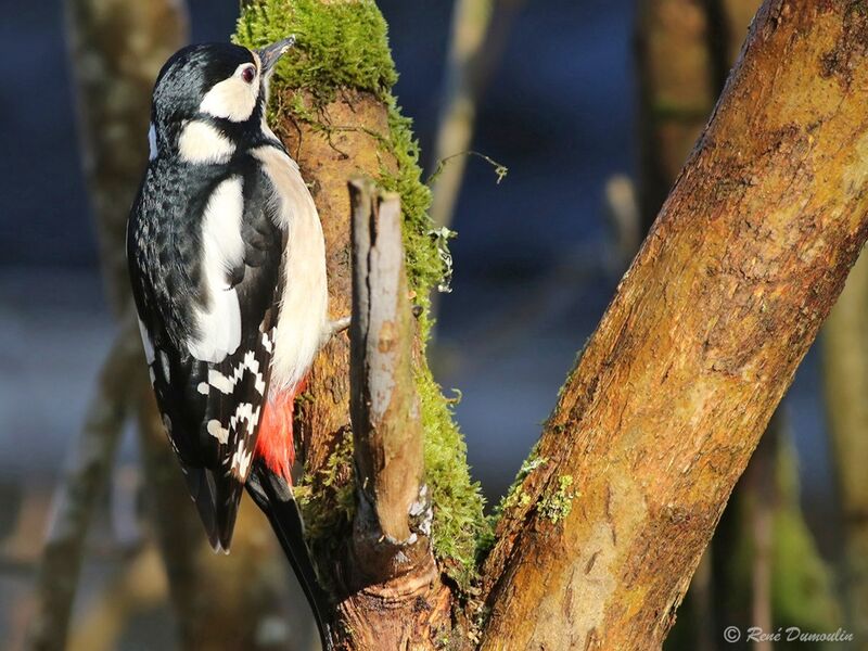 Great Spotted Woodpecker female adult breeding, identification