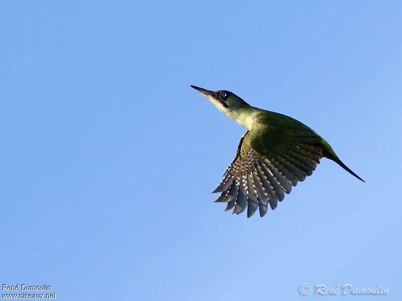European Green Woodpecker female adult, Flight