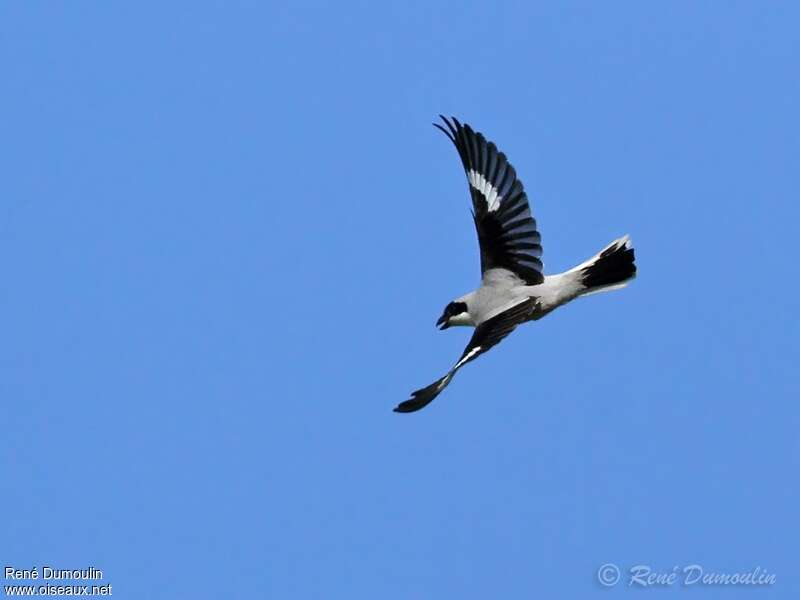 Lesser Grey Shrike male adult, Flight