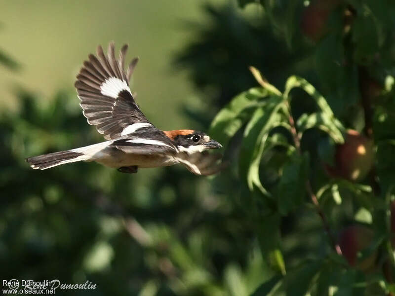 Woodchat Shrike male adult breeding, Flight