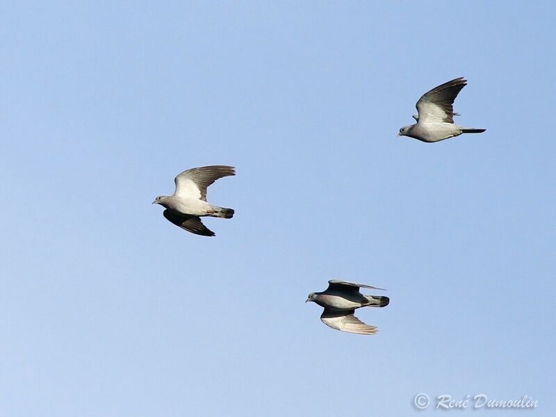 Stock Dove, Flight