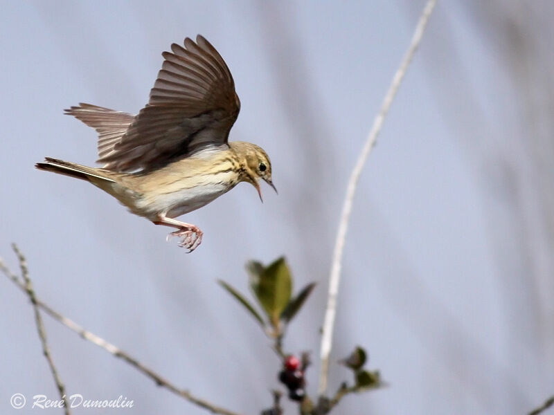 Tree Pipit male adult, identification, Flight, song