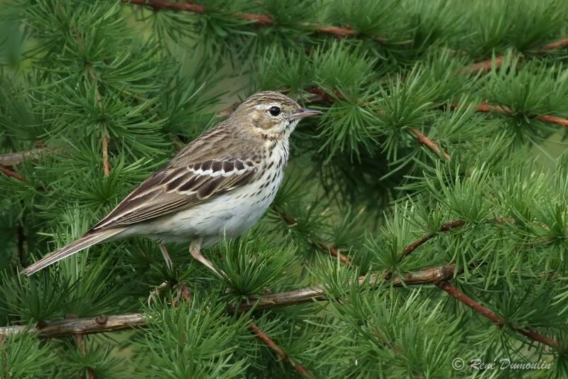Tree Pipit male adult, identification