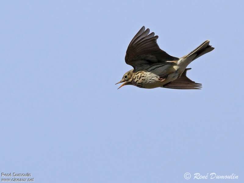 Meadow Pipit male adult, Flight, courting display, Behaviour