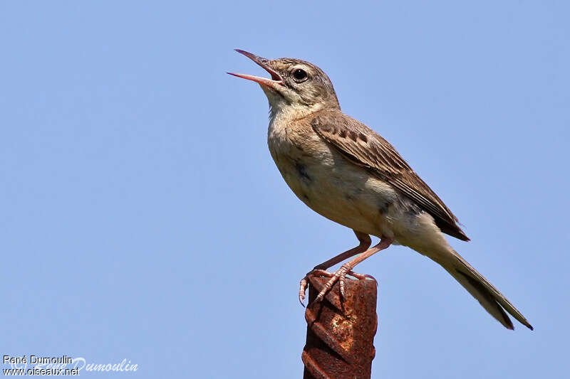 Tawny Pipit male adult, song