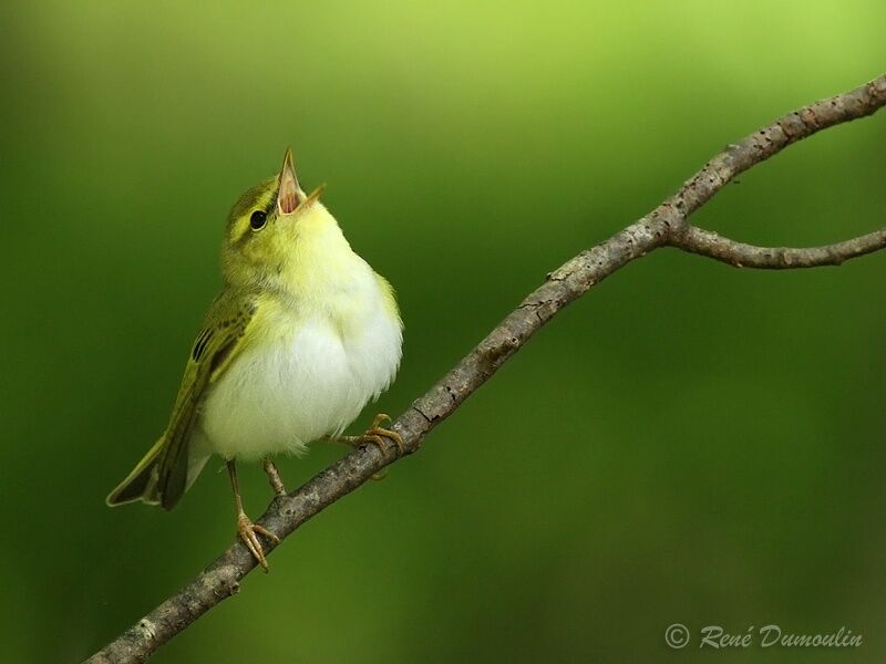 Wood Warbler male adult, identification, song