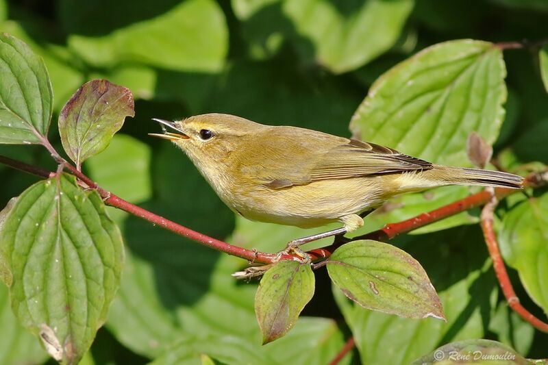Common ChiffchaffFirst year, eats