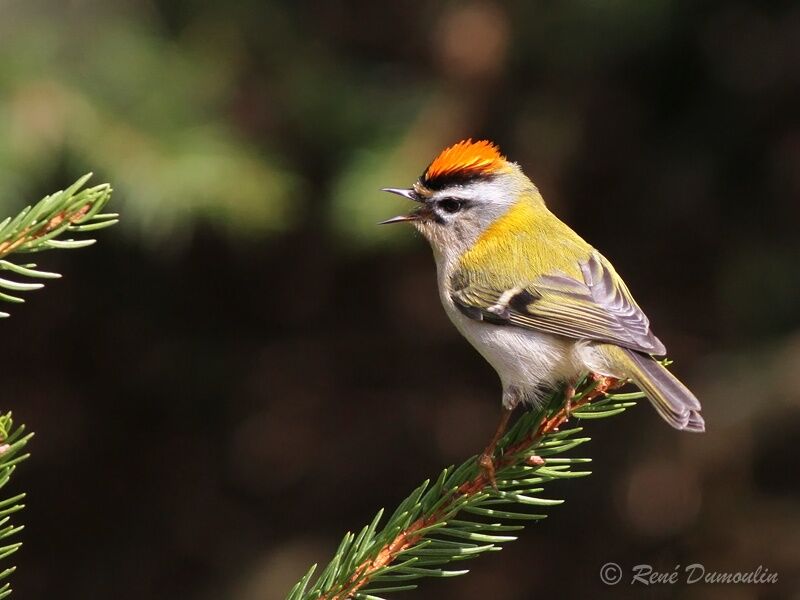 Common Firecrest male adult breeding, identification, song