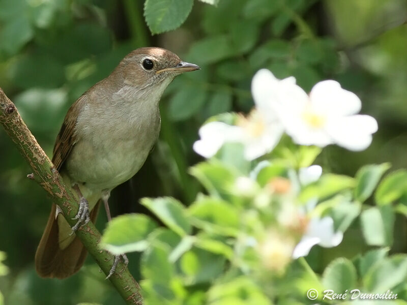 Common Nightingale male adult, identification