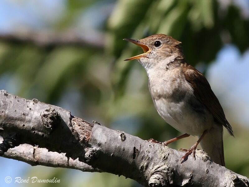 Common Nightingale male adult, identification, song
