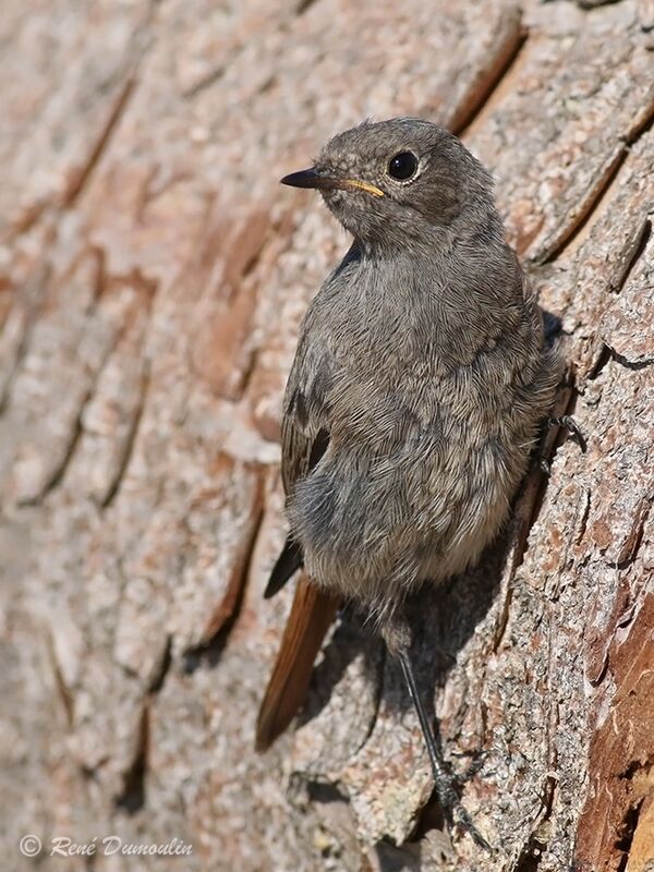 Black Redstartjuvenile, identification