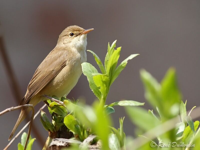 Common Reed Warbler male adult, identification