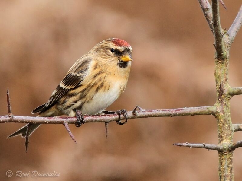 Lesser Redpoll male First year