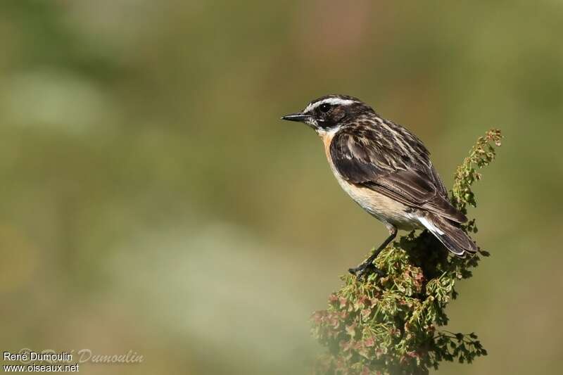 Whinchat male adult breeding, pigmentation