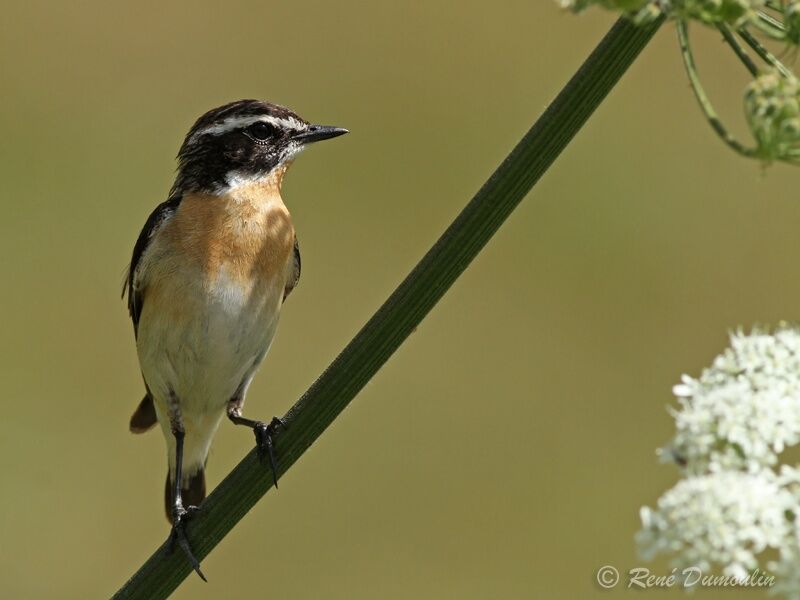 Whinchat male adult breeding, identification