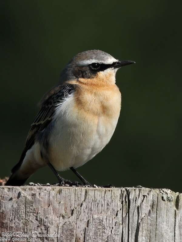 Northern Wheatear male adult transition, identification