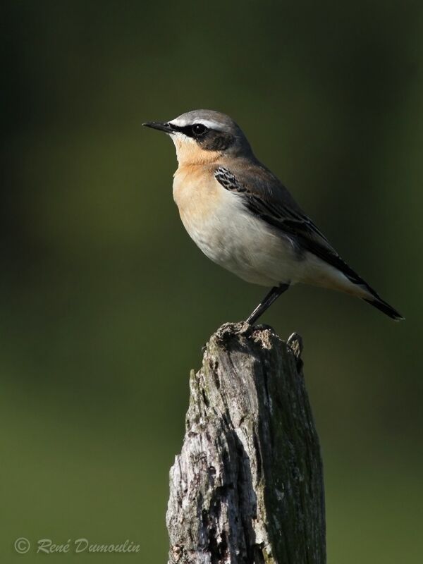 Northern Wheatear male adult transition, identification