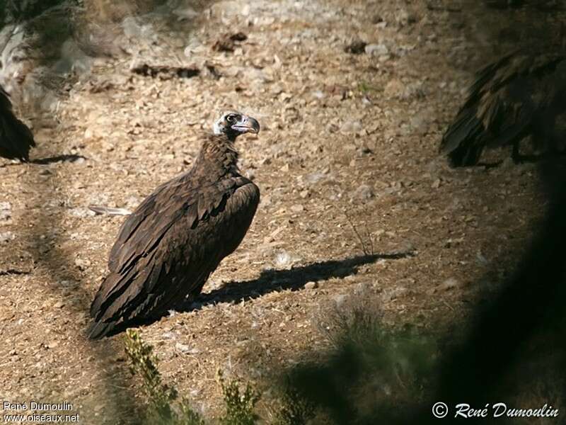 Cinereous Vultureadult, identification